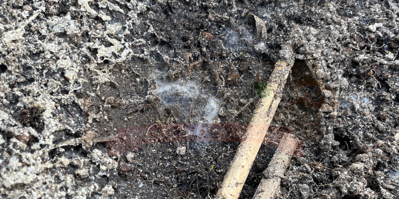 コンポストで推肥作成中に出た白カビの様子